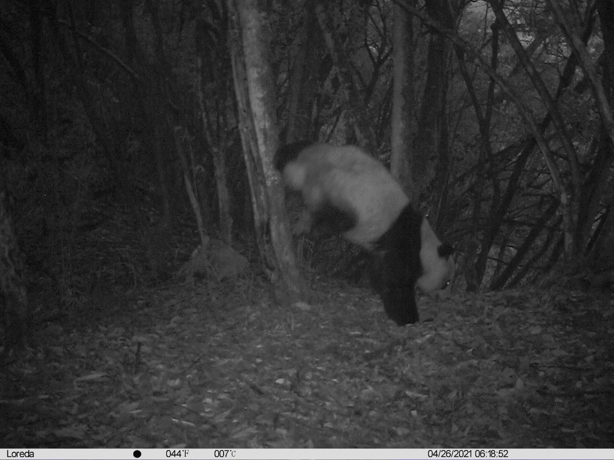 pandas_fr's tweet photo. 🐼🌲 Un #panda sauvage photographié en train de marquer son territoire dans la réserve naturelle de #Fengtongzhai ⤵️
https://t.co/looqu0wnuF
#giantpanda #pandageant https://t.co/AeL8flWhS8