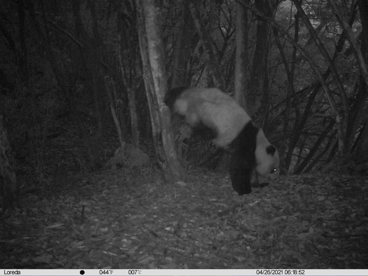 pandas_fr's tweet photo. 🐼🌲 Un #panda sauvage photographié en train de marquer son territoire dans la réserve naturelle de #Fengtongzhai ⤵️
https://t.co/looqu0wnuF
#giantpanda #pandageant https://t.co/AeL8flWhS8