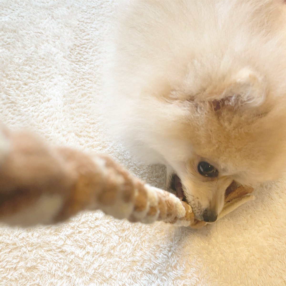 こいぬのむっくが来てから「絶対にかじらせないし、誤飲もさせません!!!」と強い意志を持って片付けをしています。
⠀
むっくのおかげで部屋が綺麗!ちゃんとした生活をありがとうね!!
⠀
#むくふわむっく 