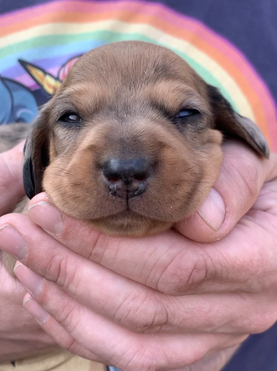 This is Little Huck (Huckleberry) at 2 weeks old. He is a very special little chap and will be growing alongside Huckleberry Vets! 😍 
He is full of character and has been helping with the build every step of the way (although his idea of help is not actually always helpful 😉)