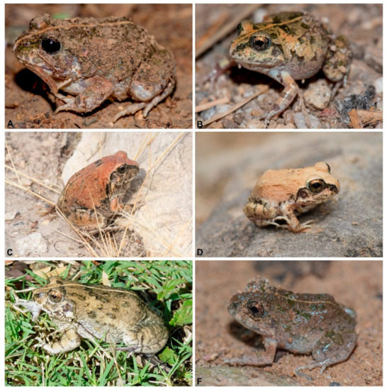 DiversityMDPI's tweet photo. #DiversityMDPI, Revisited #Molecular #Phylogeny of the #Genus #Sphaerotheca (Anura: #Dicroglossidae): The #Biogeographic Status of Northernmost Populations and Further #Taxonomic Changes 
https://t.co/BMQoNvW2pl https://t.co/4kO5MUkePA