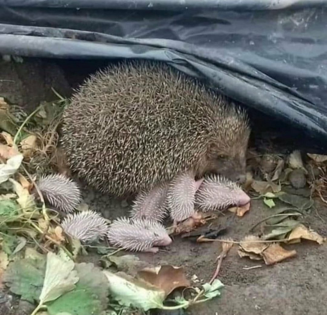 _ilginc_'s tweet photo. Kirpiden bizlere mesaj var

Bahçenizde beni görürseniz bana süt vermeyin, mama ve su verin.Böcek ilacı veya tuzak kurmayın! Zararsızım, bahçenize yardım ediyorum, sebzelerinize saldıran böceklerle besleniyorum.Ama ne yazık ki türüm yok oluyor.Hayatta kalmama yardım edin.

#Google https://t.co/ImeweBvrMO