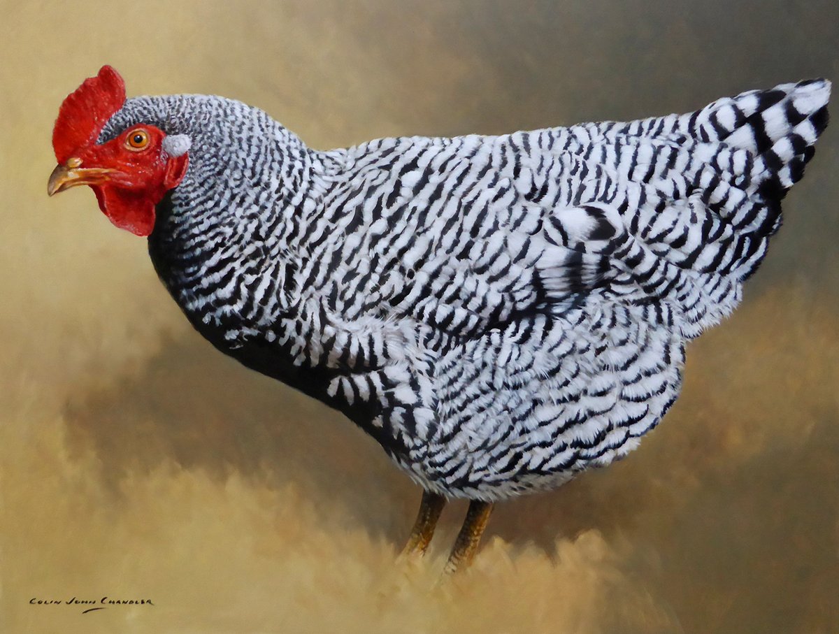 john_wildlife's tweet photo. Poultry https://t.co/bVKGpDHYZr