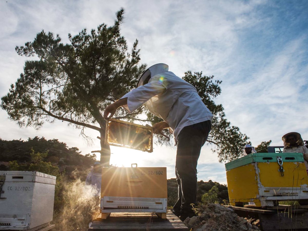 cretetravel's tweet photo. #Beekeeping #BeekeepingAdventures #CreteActivities
Coming soon on https://t.co/gHs3Sd8dfO https://t.co/cxhschIdvx