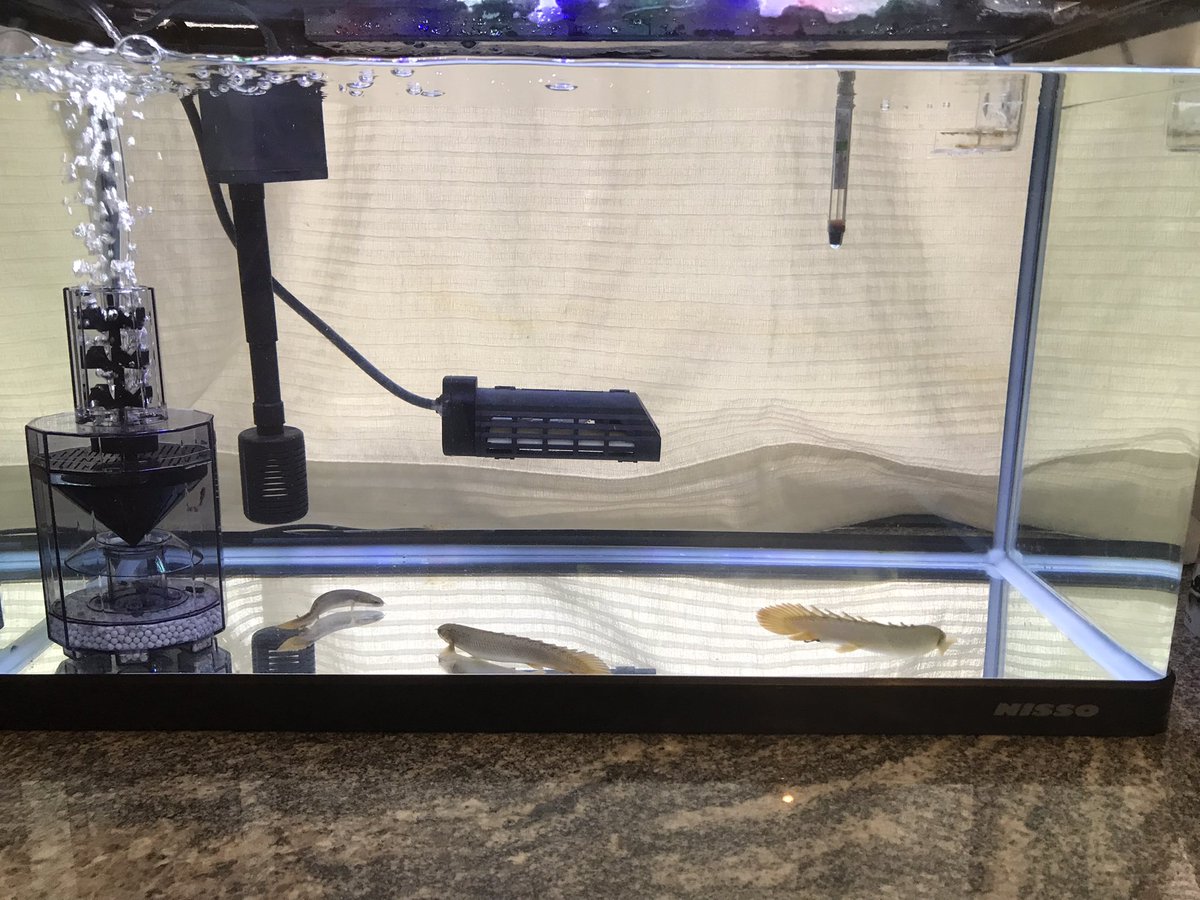 酒なか ベアタンクにしてフィッシュレットを 入れてみたポリプ水槽 ガーネットサンド どうしよう ポリプテルス フィッシュレット アクアリウム T Co F13wbyg7po Twitter