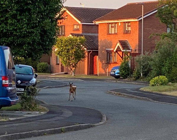 No, you doen't need your eyes testing... that really is a deer walking down the street!
This picture was captured by a reader on Dundee Close in Cinnamon Brow at around 5.30am today.
What's the most exotic wildlife you've seen on your street?