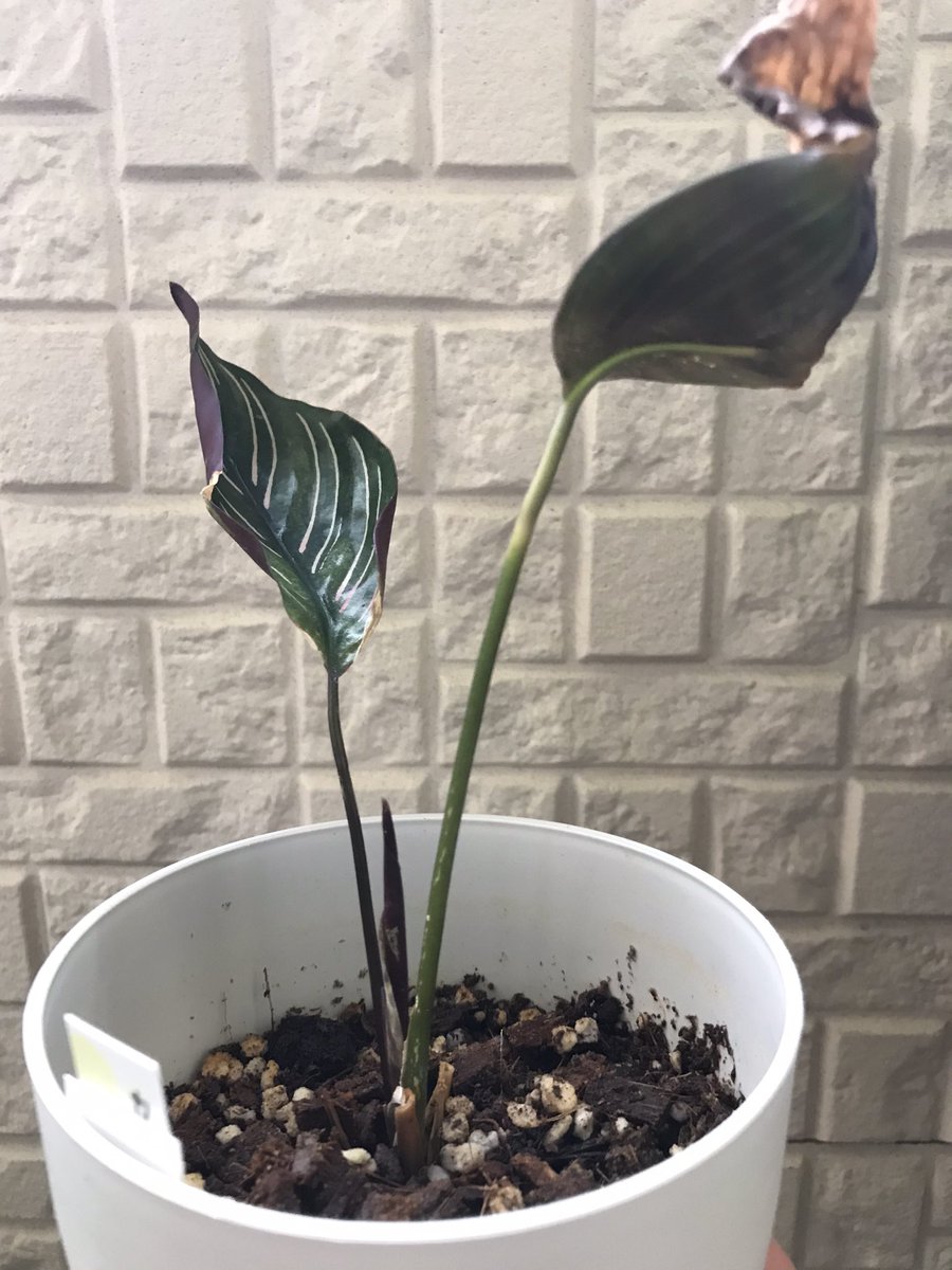 蘭 カラテア サンデリアーナ 2月に届いたときの葉は一枚ずつ枯れていき2枚をなんとか保たせて6月に入って新芽が 動きが緩慢