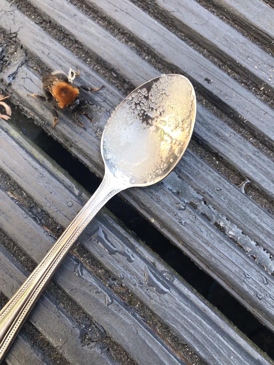 bigmalc1959's tweet photo. If you happen to come across a Bee in your garden on the ground Motionless, do this & you will save its life, sugary water on a spoon #bees #beesaregood https://t.co/1TiSAESWtt