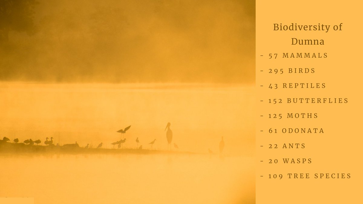 devprof's tweet image. लौट रहा नर्मदा वैली का गौरव : डुमना से सीधे जुडी मदनमहल की पहाड़ियां, डेवेलप हुआ खूबसूरत जंगल 

Dumna forest is a dry deciduous type, typical of central Indian mixed forests

DUMNA NATIONAL PARK