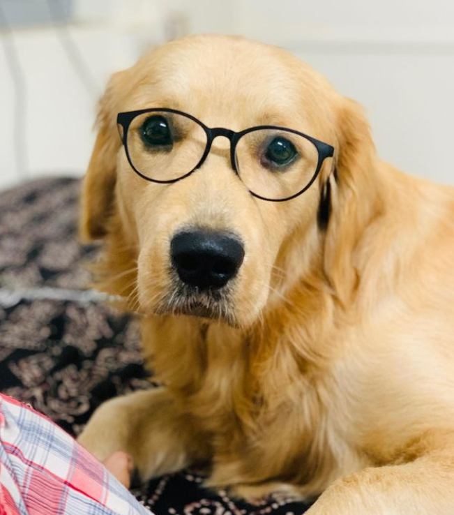 RG_Rittick's tweet photo. @FrameAdda_com My Golden Boy Scooby wants to protect his eyes when he heard about @FrameAdda_com
#FrameAdda #RollOnGlassesOn #VisionIsAMission https://t.co/BZGKYdY9pL