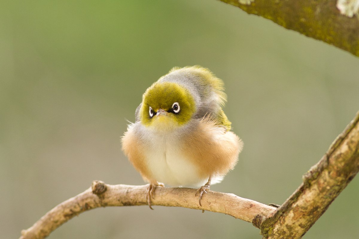 Mavis hated being photographed before she'd even got her face on …
#birdphotography #TwitterNatureCommunity #birds #nzbirds #wildlifephotography #BBCWildlifePOTD #ThePhotoHour #PhotoOfTheDay #BirdsSeenIn2021 #silvereyes #birb #borb #floofy