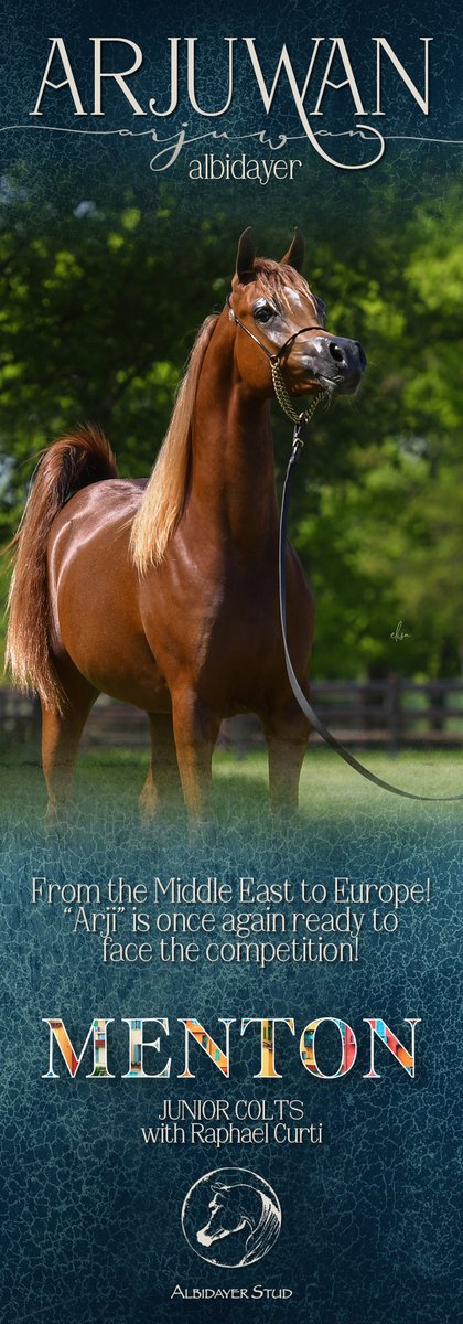 ArabianEssence's tweet photo. Arjuwan Albidayer: Ready for Menton 

From the Middle East to Europe! 
"Arij" is once again ready to face the competition!

MENTON Junior Colts with Raphael Curti

Albidayer Stud  Raphael Curti 
#albidayerstud  #raphaelcurti  #mentonshow2021  #arjuwanalbidayer https://t.co/OyihsogSWM