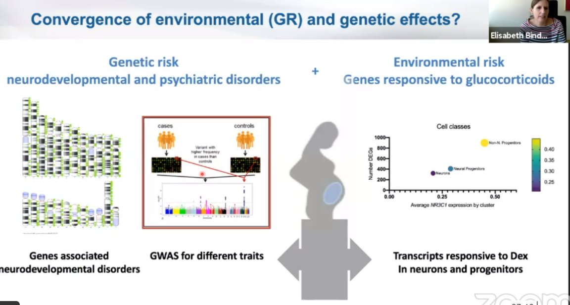 EB: Glucocorticoids induce cell type-specific differential expression. Do genes affected by environmental effects overlap with genes associated with neurodevelopmental disorders? #RCPsychIC