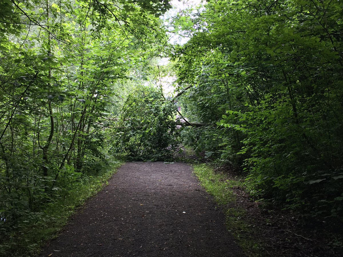 Cthuisfront's tweet photo. @Lisa_Wassenaar @staatsbosbeheer in het Balijbos, net voorbij de touwbrug ligt een hindernis :-) #boom https://t.co/hGRFtioggw