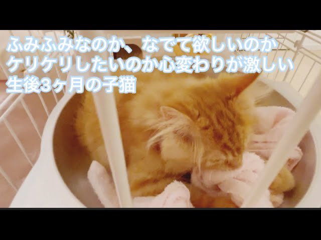 甘えん坊のドジ猫tiel Mieltigrou Twitter 甘えん坊のドジ猫tiel Mieltigrou Twitter