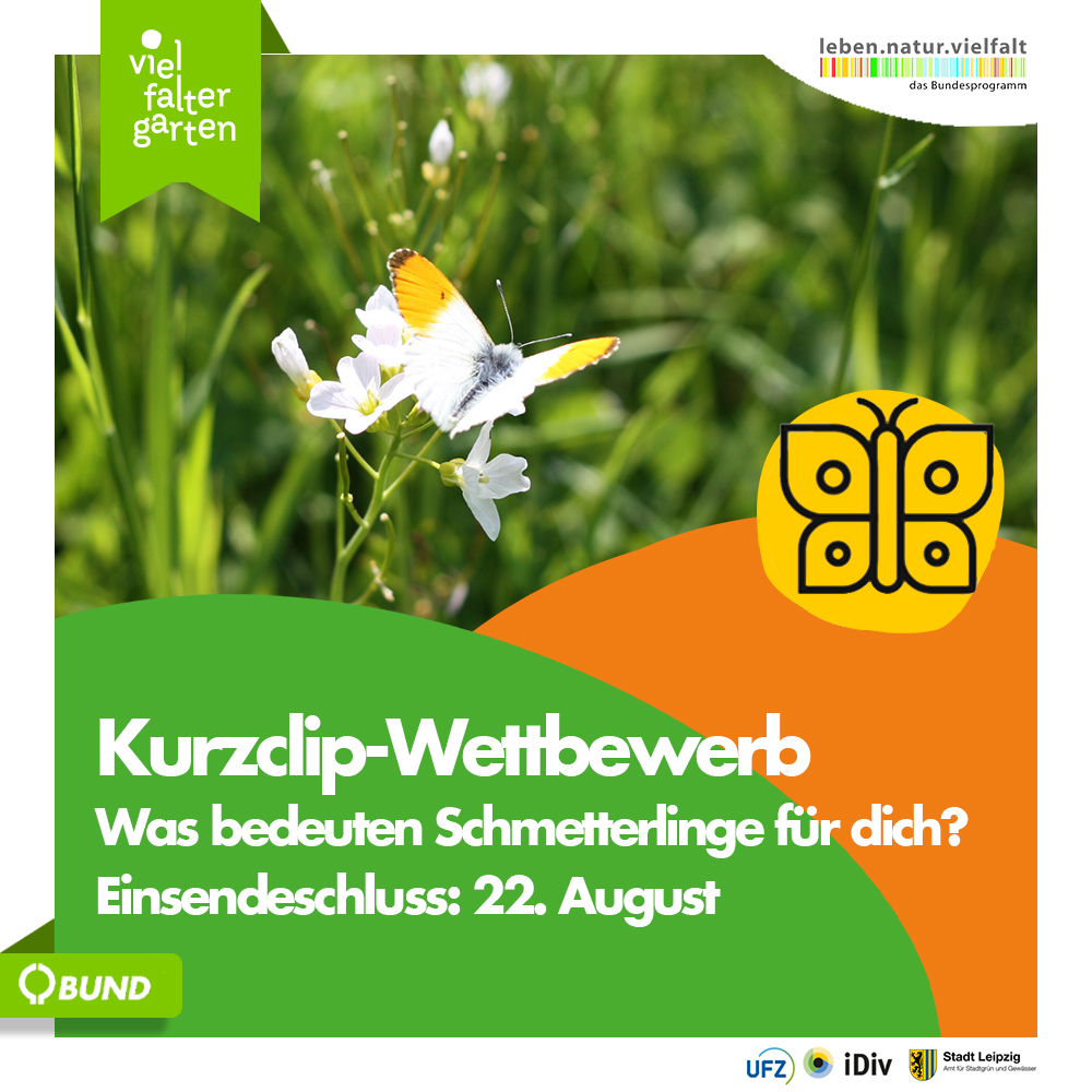 Bis zum 22.08. kannst du noch deinen Kurzclip einreichen!

Zu gewinnen gibt es u.a. Schmetterlingspflanzen, Jahrestickets für das Schmetterlingshaus und Preisgelder!

Alle Infos unter: vielfaltergarten.de/kurzclip-wettb…

📸Markus Kellermann
#vielfaltergarten #bpbv #biologischevielfalt