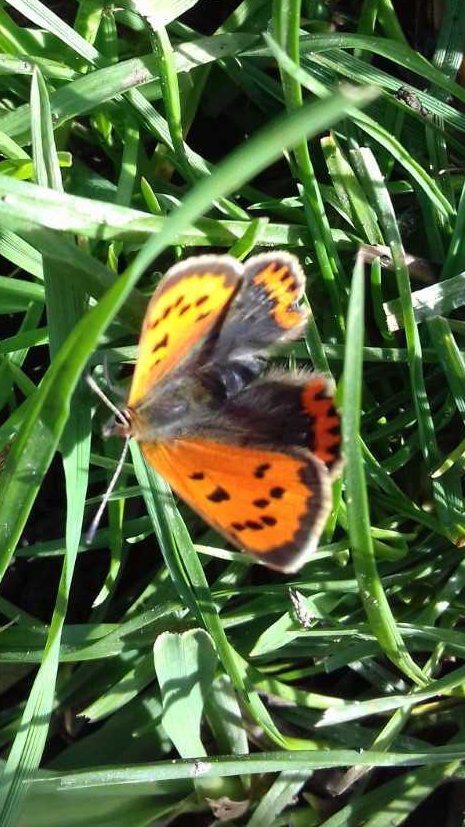 HolmeRiver's tweet photo. Appreciating some of the glorious insects in the River Holme catchment area! #insectweek2021 #insects @insectweek π¦ππͺ³ https://t.co/pfCTJqqgF5