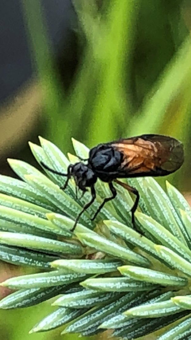 HolmeRiver's tweet photo. Appreciating some of the glorious insects in the River Holme catchment area! #insectweek2021 #insects @insectweek π¦ππͺ³ https://t.co/pfCTJqqgF5
