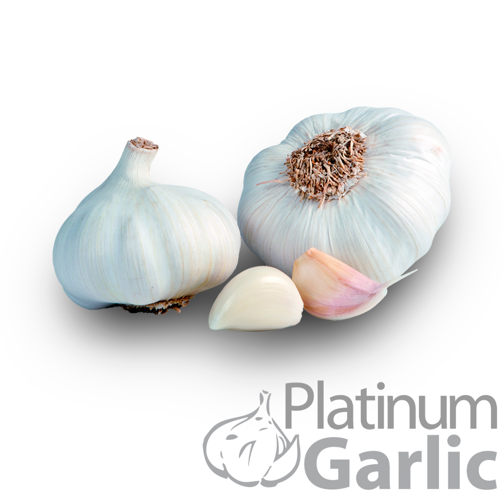 OneGarlic's tweet photo. 💚Podemos decir que este es nuestro ojito derecho..☺️

El Ajo Spring White, es un alimento básico en todas las despensas y sobre todo de nuestra dieta😋

Con un tamaño casi perfecto 👌 y ese sabor suave que lo hace inconfundible en el paladar🤤

#PeregrinOneGarlic #TodoAllGreen💚 https://t.co/7AmeuJUyMl