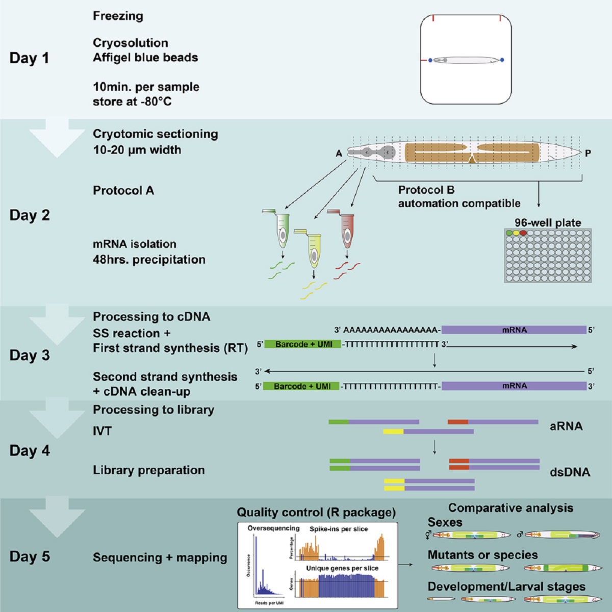 CellPressNews's tweet photo. Now in @STARProtocols: #RNA #tomography protocol by Dr.  Hendrik Korswagen
@_Hubrecht, combining #mRNAseq and #CryoSectioning to study spatial #transcriptomics of #Celegans: https://t.co/B0z4s0ZjCl
Featuring a method video! #Caenorhabditiselegans https://t.co/w8XwJ6iJTW