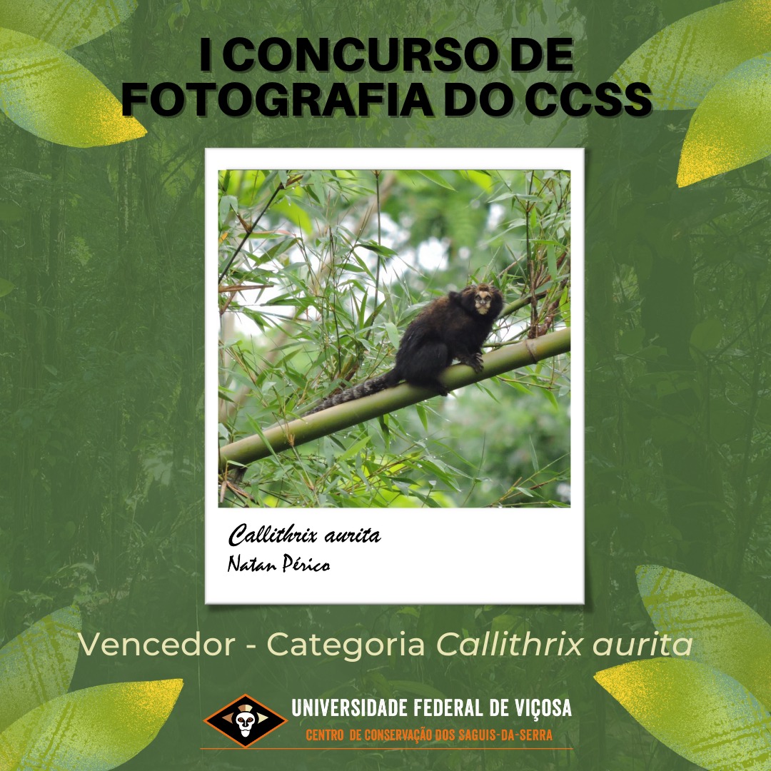 ccssufv's tweet photo. Estas são as fotos vencedoras do I Concurso de Fotografia do CCSS, escolhidas pelo jurado João Marcos Rosa, um dos maiores fotógrafos de natureza do país.

#callithrixaurita #callithrix #aurita #sagui #marmoset #fotografia #fotography #contest #semanadoaurita #diadoaurita #ccss https://t.co/JR2byU2IAm