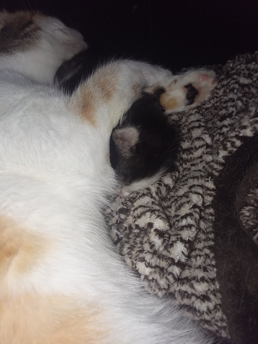 PainedInsomniac's tweet photo. Pumpkin has reached the Headlock level of parenting. Considering Giggle Pig is entering his Houdini escape stage, I don't blame her.
#CatsOfTwitter #kittensoftwitter #Kittensitting https://t.co/bZMxugaBY6