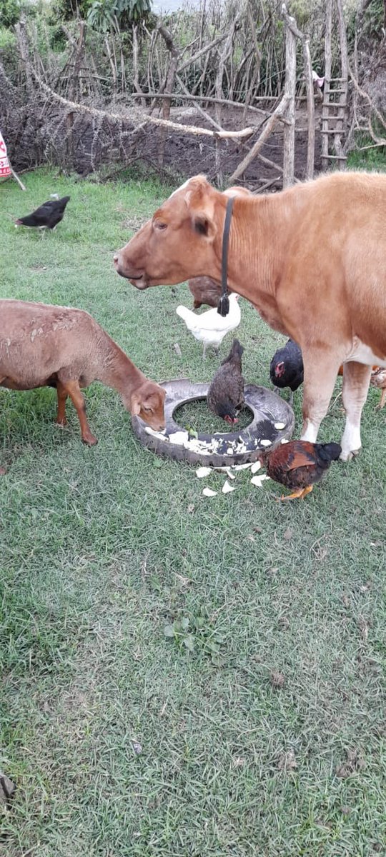 irdafrica_Kenya's tweet image. You are doing great.  They are welcome to irdafrica.com for additional insights outside the box #KCSAP