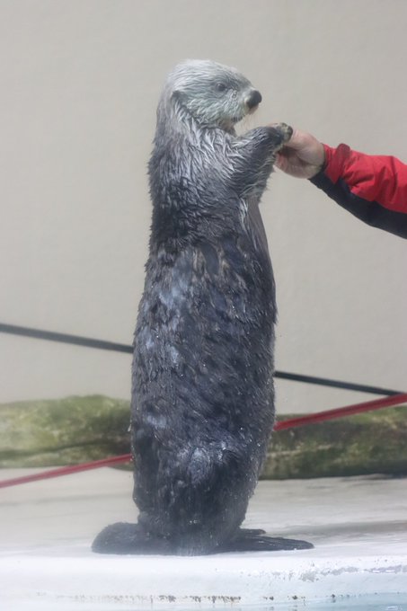 鳥羽水族館のtwitterイラスト検索結果 古い順