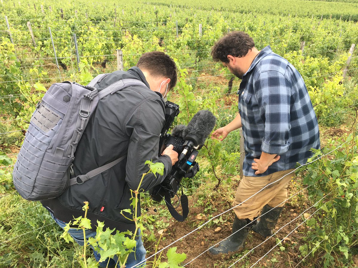 fdonjon's tweet image. La grêle a fait beaucoup de dégâts dans les vignes de Mâconnais comme pour ce viticulteur de Fuissé @F3Bourgogne A retrouver dans l’édition régionale du 12/13