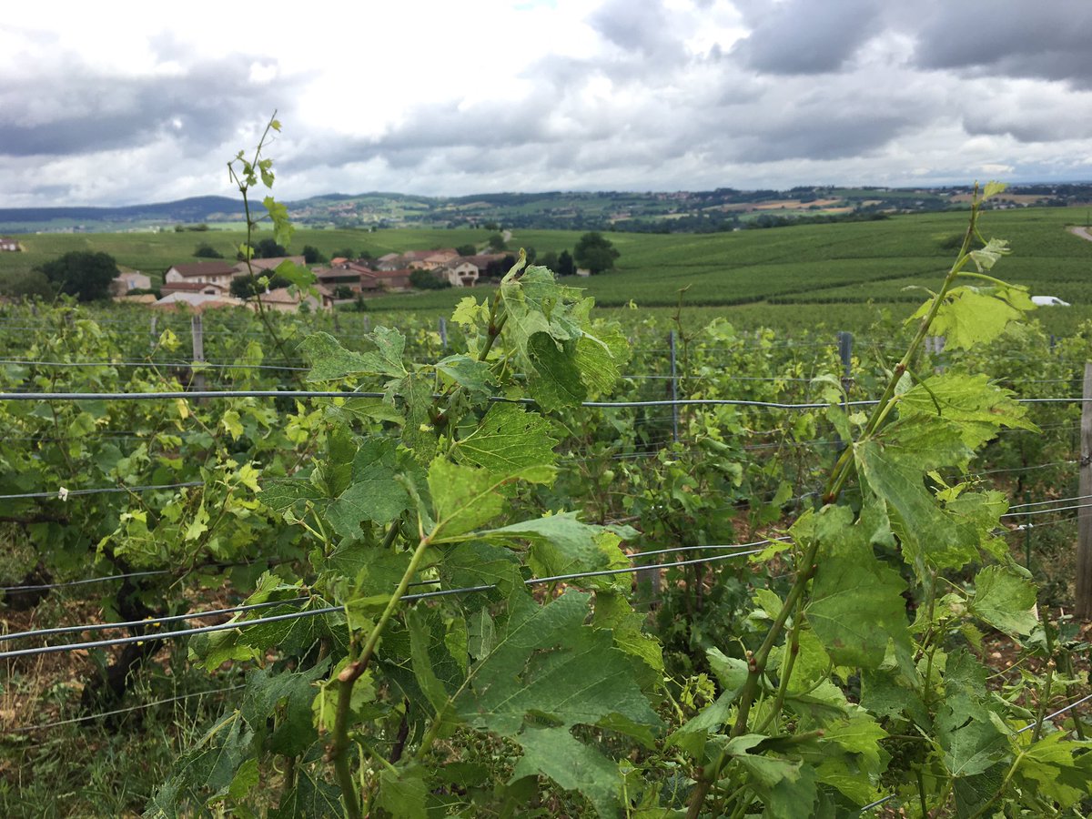 fdonjon's tweet image. La grêle a fait beaucoup de dégâts dans les vignes de Mâconnais comme pour ce viticulteur de Fuissé @F3Bourgogne A retrouver dans l’édition régionale du 12/13