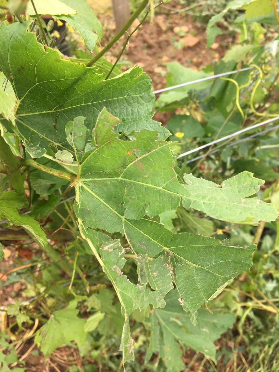 fdonjon's tweet image. La grêle a fait beaucoup de dégâts dans les vignes de Mâconnais comme pour ce viticulteur de Fuissé @F3Bourgogne A retrouver dans l’édition régionale du 12/13