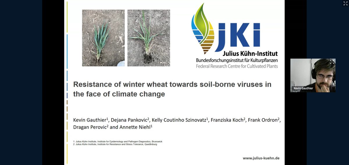 UMR_IAM's tweet photo. #ResistanceDurability webinar: Kévin Gauthier (Julius Kuhn Institute, Braunschweig, Germany) on Stability of Sbm1 and Sbm2 #resistances against soil-borne #furoviruses in #wheat in the context of #ClimateChange https://t.co/usBFWBmExL