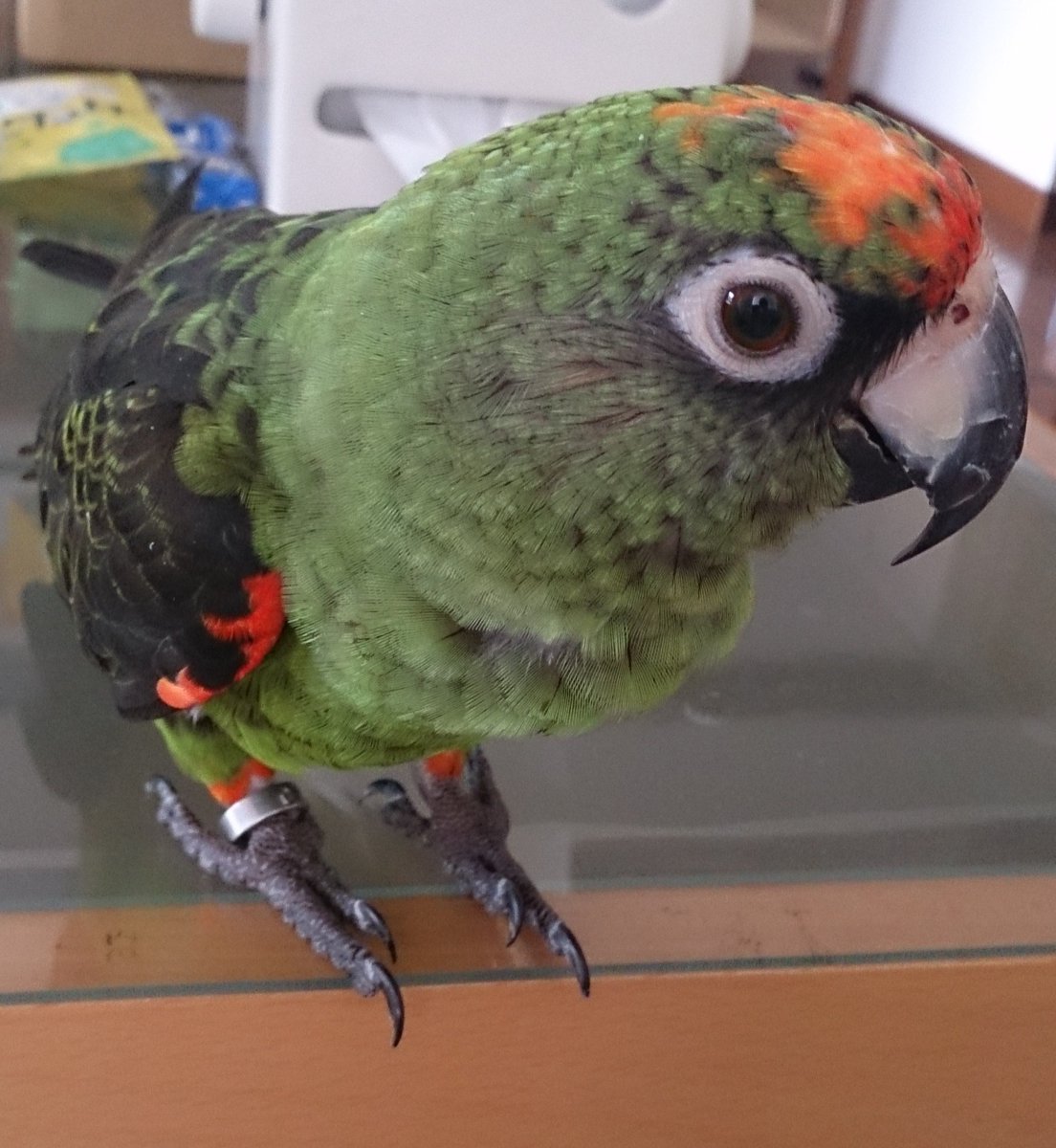 ズアカハネナガインコ ズアカハネナガインコ