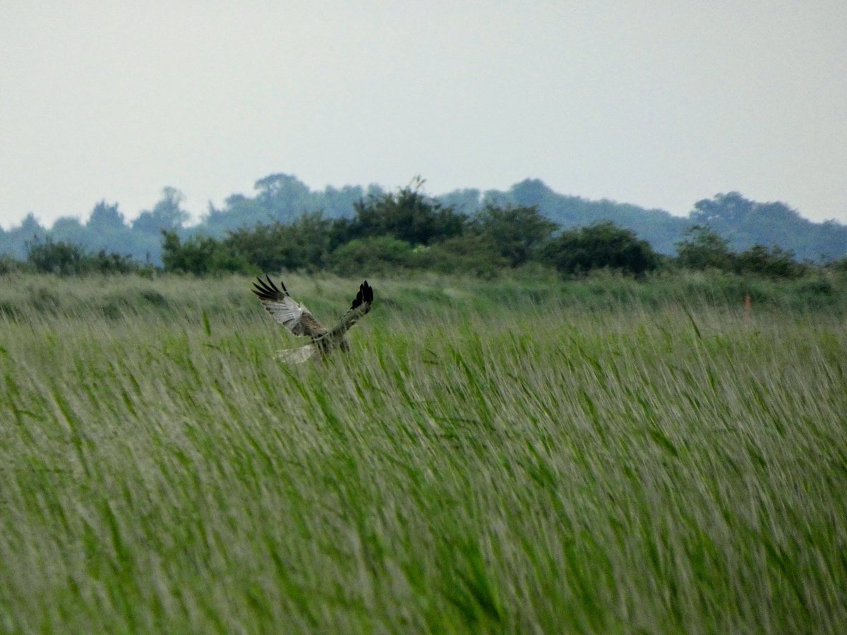 Marsh harrier rising from the reeds at Burgh castle <a href="/Natures_Voice/">RSPB</a> <a href="/NorfolkWT/">Norfolk Wildlife Trust</a> <a href="/BirdWatchingMag/">Bird Watching</a> @wildlife_uk <a href="/LumixUK/">Lumix UK</a>