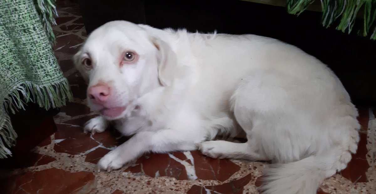 Su dueño ha fallecido, y #CUQUI se ha quedado solo.
Tiene 10 años, está en Ciudad Real.
Es un perrete cariñoso, noble
Su familia no puede hacerse cargo de él y nos piden ayuda para buscarle familia.
Compartir porfavor, a ver si logramos hacerle feliz

asociacionvipa@gmail.com