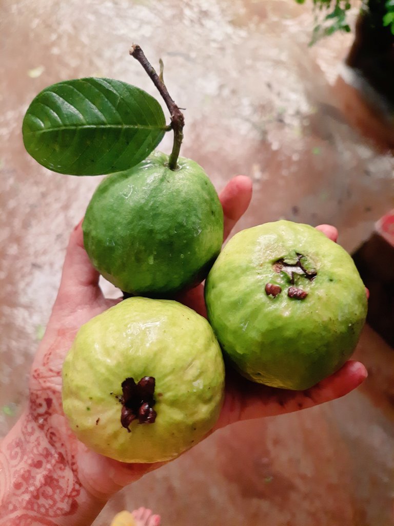 SwagateekaM92's tweet photo. Picking these directly from the tree and eating them fresh is a different kind of happiness ❤️

#Homegrown #Guava #Gardening https://t.co/CUXI9WJTII