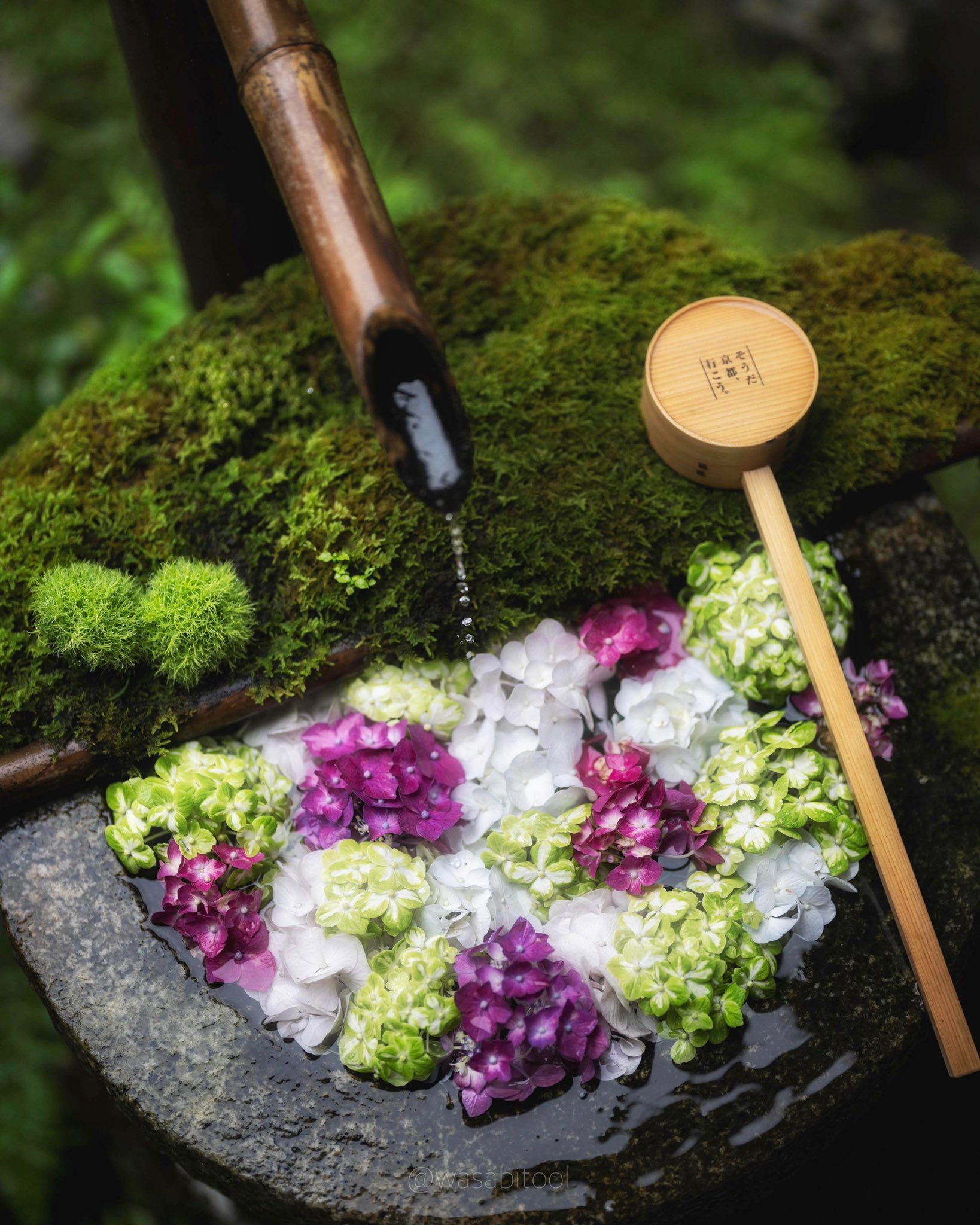 Wasabitool H Fujinami 抹茶ラテと呼ばれる緑の紫陽花 涼しげな花手水 T Co Cjg3efh4ii Twitter