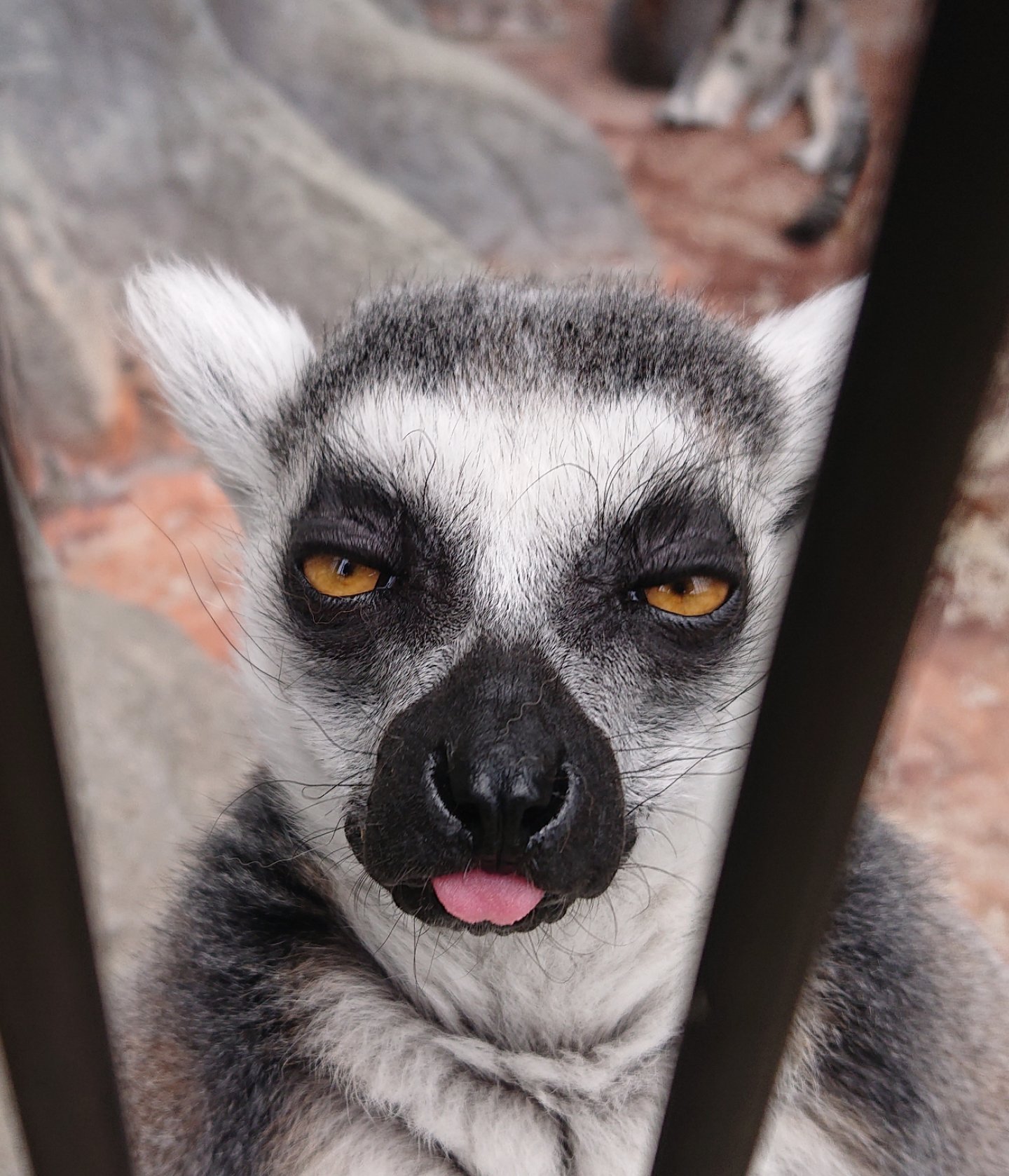 福山市立動物園[公式] on X: 