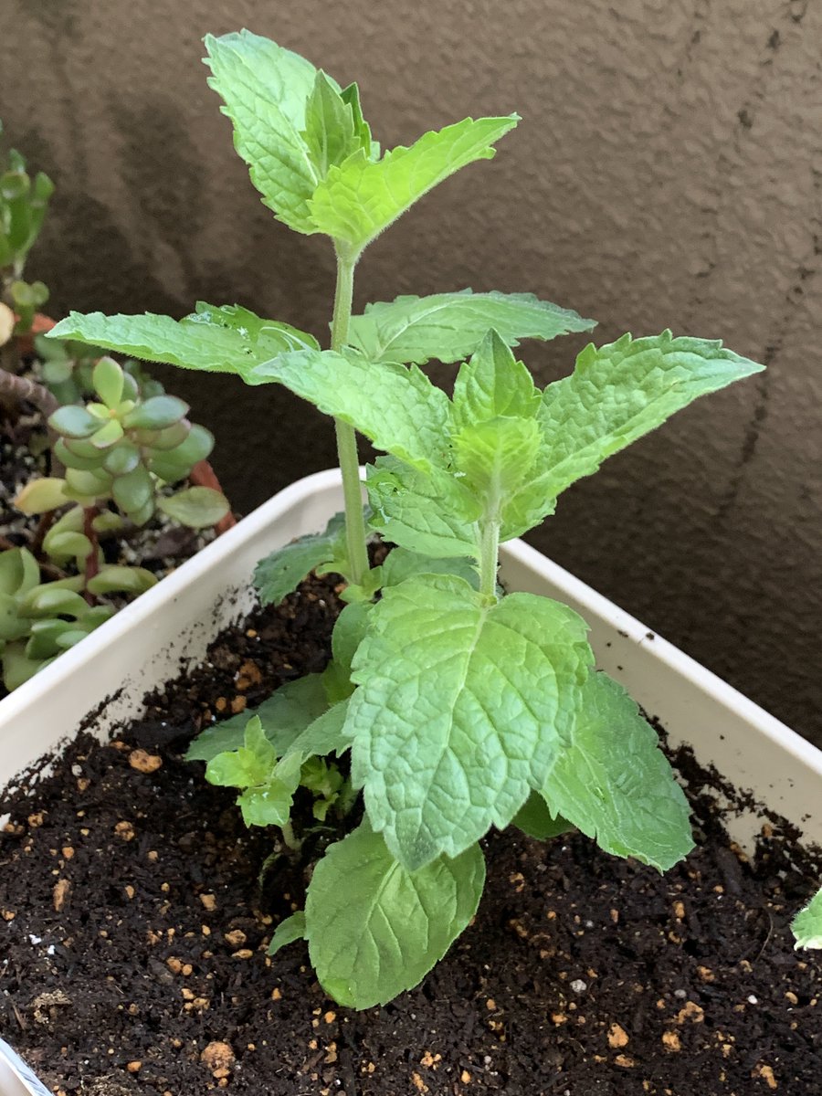 グレープフルーツミント