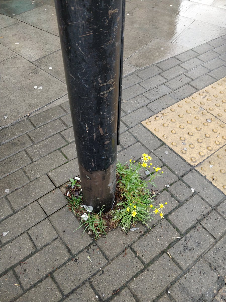 Hello friends! The rain has been great for the plants in the area, just look at how nature is bursting through on the streets surrounding the park 🥰 #rewildlondon #urbanrewilding