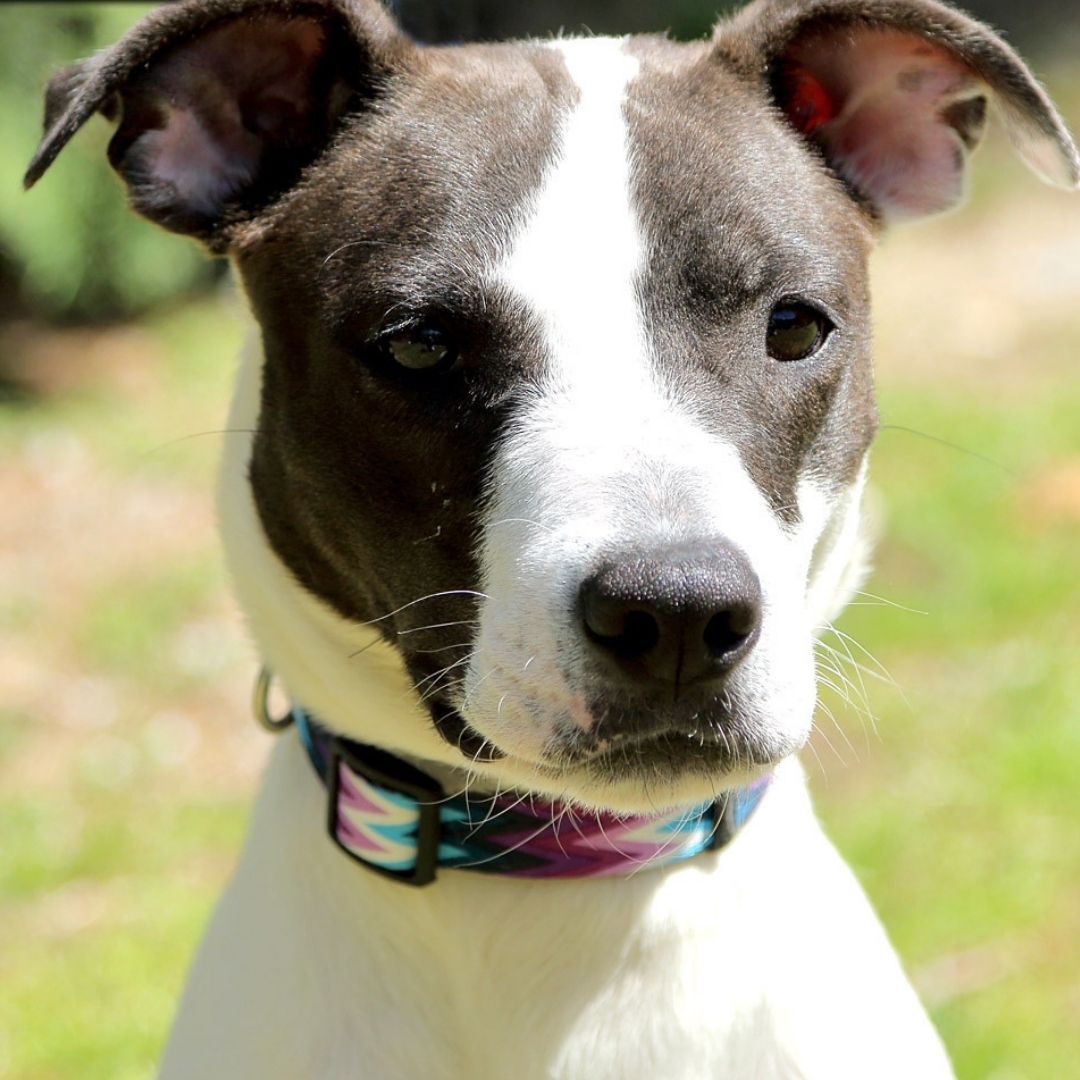 Humane Society For Greater Nashua Thehsfn Twitter