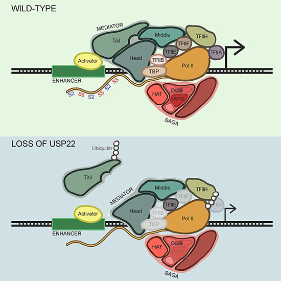 embojournal's tweet photo. Loss of #coactivator SAGA #deubiquitinase #USP22 affects stability of the #preinitiation complex, rather than #histone H2B ubiquitylation, during stimulus-responsive transcription - surprising findings by Steven McMahon @JeffersonUniv and collaborators
https://t.co/5ir52CzHtv https://t.co/uLHIA0Ijwa