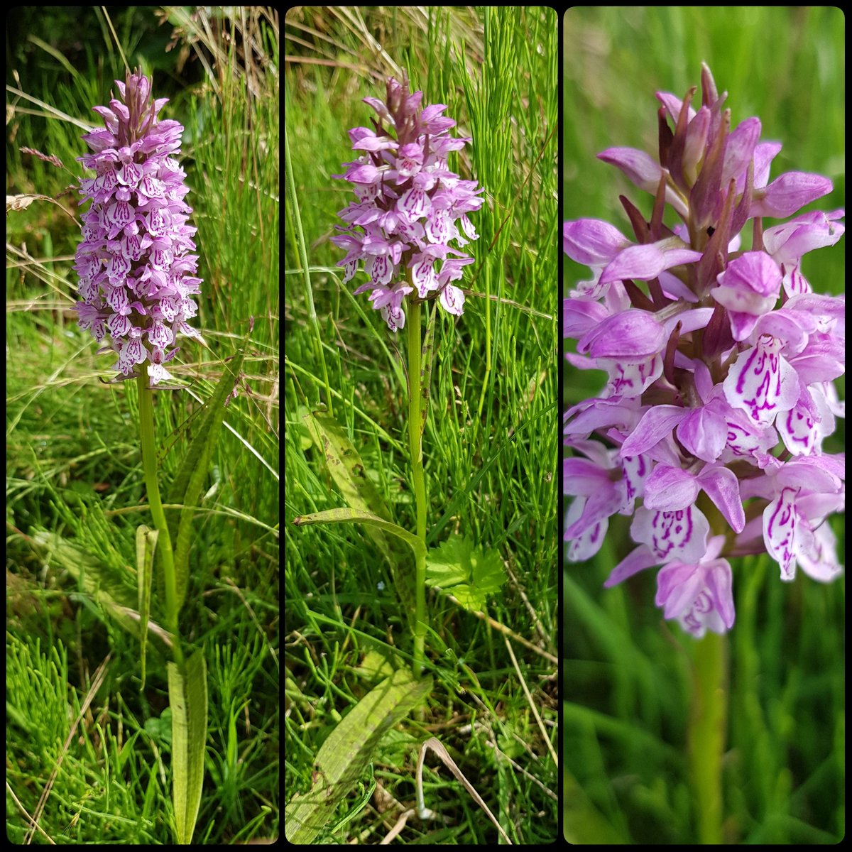 Wow #orchideeën in eigen tuin resultaat van geduld niet maaien en tolereren van #biodiversiteit in de achtertuin #geluk