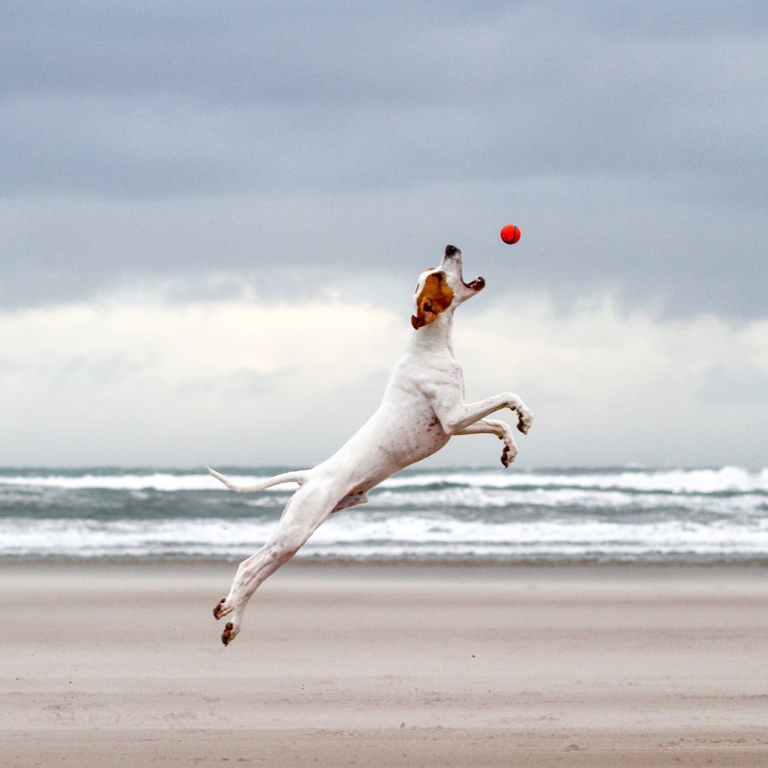 PLAYFUL SHORTLIST

Here's the shortlist of our fun filled Playful Dog entries. Another great collection of entries in this popular category!