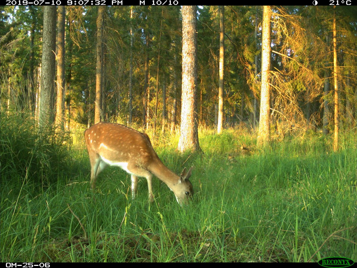Currently working on so many exciting manuscripts! <a href="/FabriNannet/">Nannet Fabri</a> is analysing camera trapping data from central Sweden two years ago and linking the availability of hosts to vegetation, Ixodes ricinus #ticks and tb-pathogens. Great stuff! #CameraTrapTuesday <a href="/SLUwildresearch/">SLU Wild Research</a>