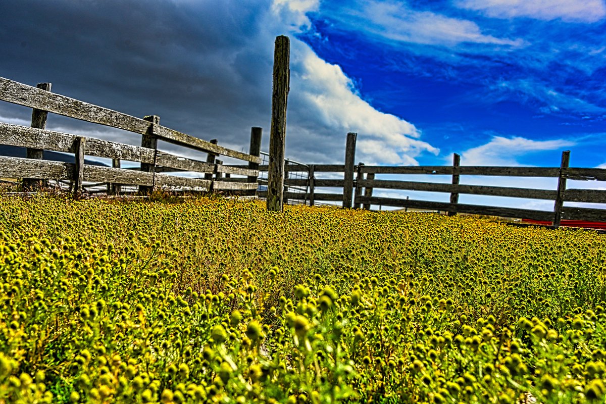 kelper60's tweet photo. #Chartres #Farm #West #falklands #pineappleweed #wideopenspaces #sheeppens https://t.co/qvr6DjvuZx