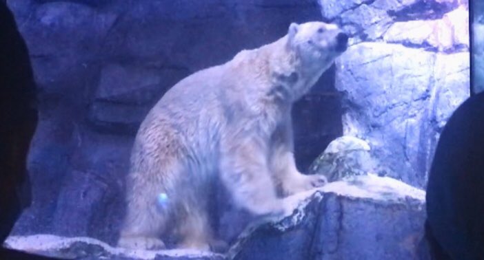 みなそら Vickeblanka 八景島シーパラダイスで白熊に会ってきましたよ 今日はがっつり起きてました 笑 Superaquariumlive ビッケブランカ T Co Dzvvwhb1nf Twitter