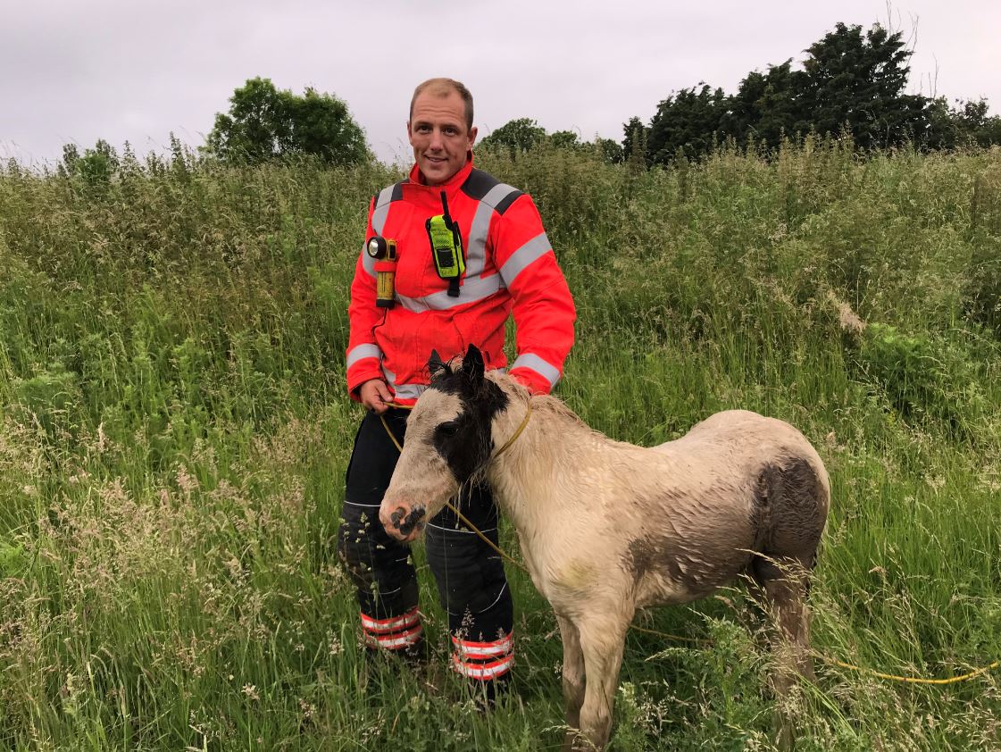 Photograph of a firefighter with the foal after it had been rescued.