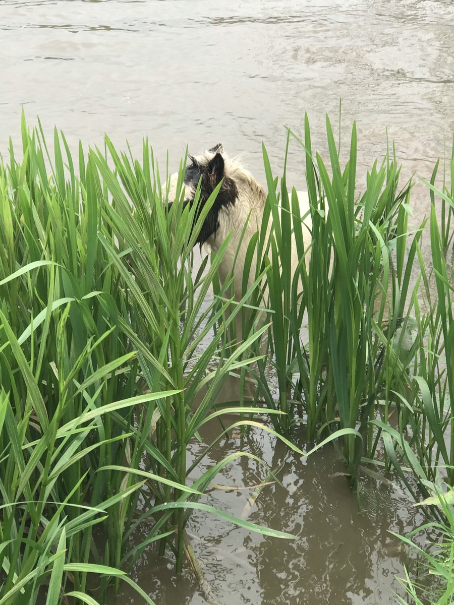Photograph of a foal behind some reeds in a river.