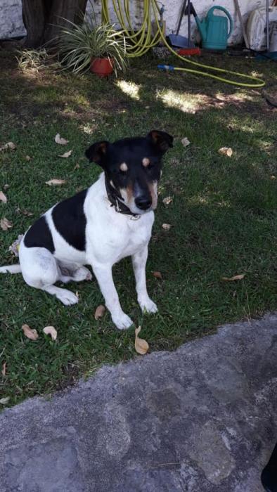 ArcadeNoeSevill's tweet photo. Monti (8 años) ha vivido solo en una parcela toda su vida. Es apto con gatos. Padece de epilepsia pero está controlada con medicación. ¿Quieres darle la oportunidad a Monti de que forme parte de tu familia? Contacto:

☎️633685244
📩Estrellaarcadenoe@yahoo.es https://t.co/IEd36WVPGw